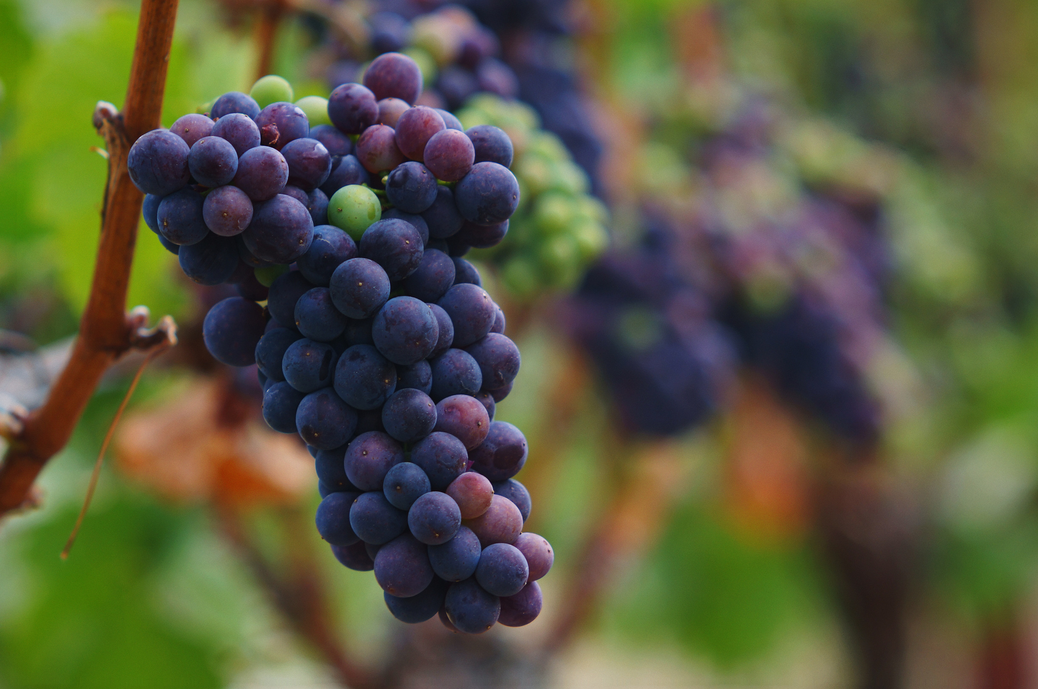 Фото винограда памяти. Виноград Пино Нуар. Сорт винограда Pinot Noir. Сорт Пино Нуар виноградники. Пино сорт винограда.